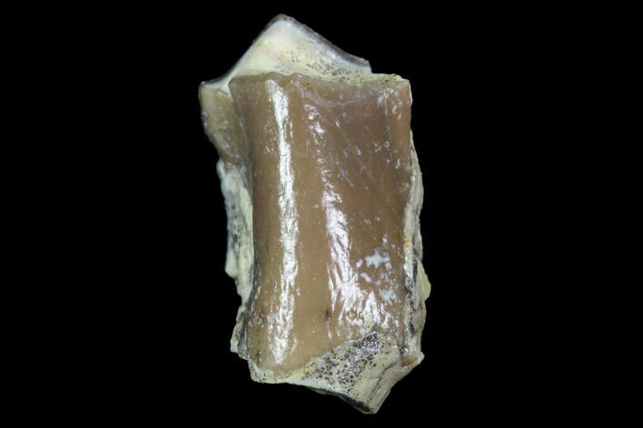 Oreodont (Leptauchenia) Tooth - South Dakota #91088